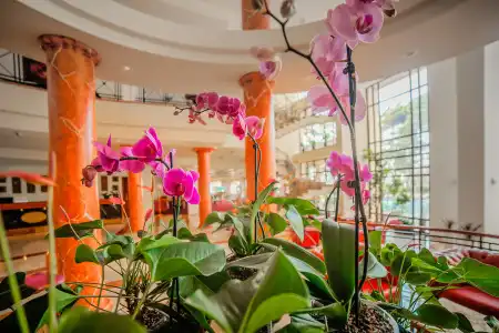 Kobuleti Georgia Palace & Spa - 23
