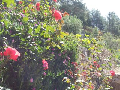 Sun Dalyan & Yeni Adet Organic - 62