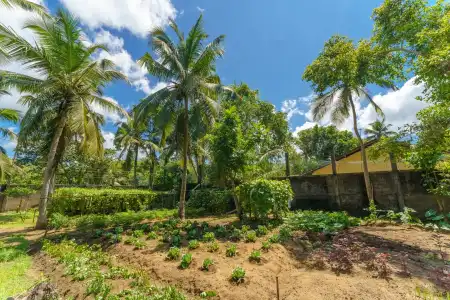 Siddhalepa Ayurveda Resort - All Meals, Ayurveda Treatment, Yoga Resort - 35
