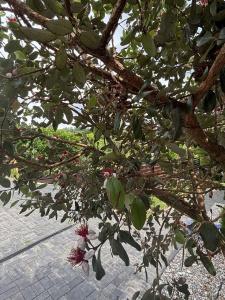 Eko-otel "Tasianna" - 23