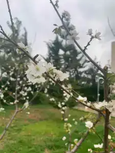 Celebi Garden	 - 47