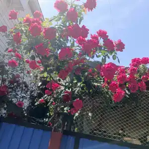 Akra Tourist base - 19