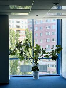 Nikol Business - 35