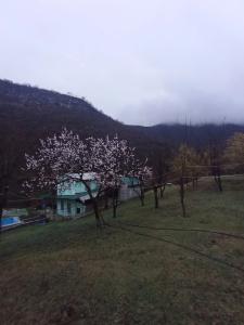 Three poplars by VL Camping - 35