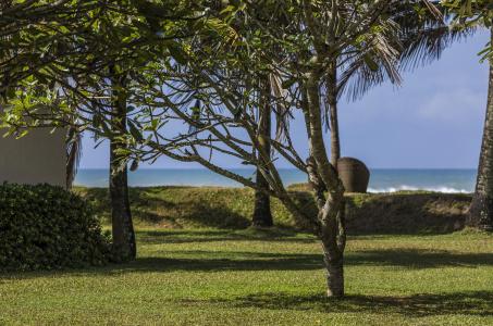 The Frangipani Tree by Edwards Collection - 6