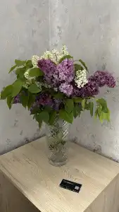Royal Galaxy - 55