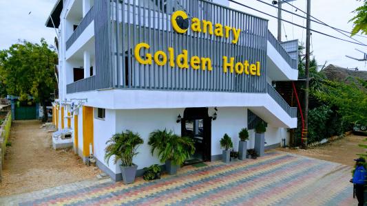 Canary Golden - 6