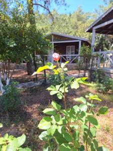 Olympos Angels Garden - 10