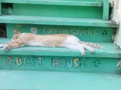 Green Stairs Guest House - 14