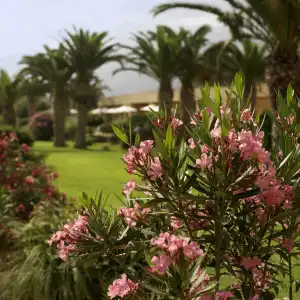 Sentido Kyknos Beach Adults Only - 17