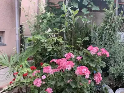 Your House in Tbilisi - 21
