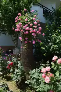 Naturella Apart-Hotel - 19