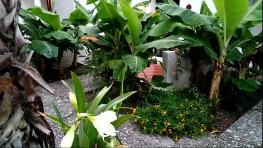 Oasis Bungalows Rodos - All Inclusive - 1