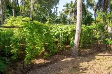 Siddhalepa Ayurveda Resort - All Meals, Ayurveda Treatment, Yoga Resort - 37
