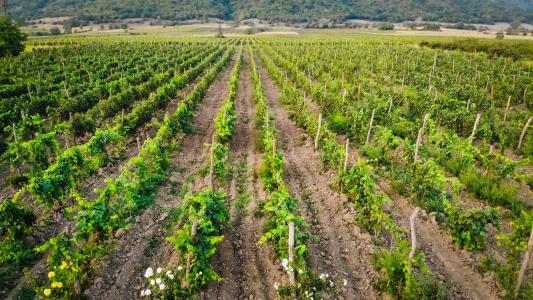 Chateau Artwine - 15