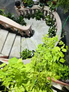 Nanas Guest house - 8