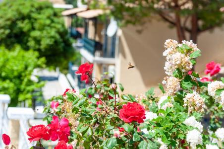 Niouris Apartments|Niouris Apartments - 47
