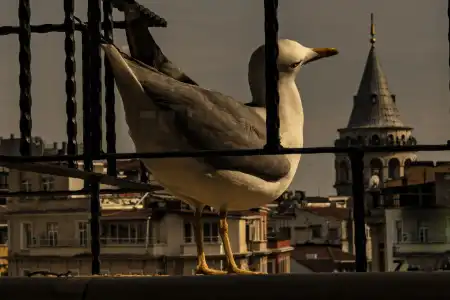 Flats Company - Karakoy Apartment - 5