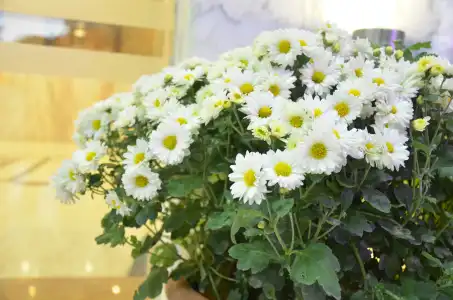 Amra Palace International - 17