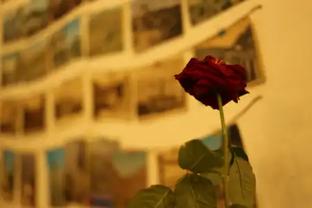 Moosica Hostel - 21