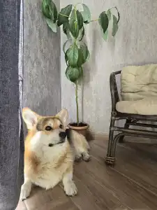 Kazbegi Folk Chalet - 15