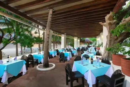 Oasis Palm - 15