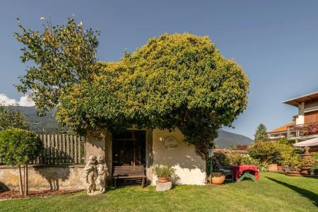 Traube - Beim Dorfwirt - 14