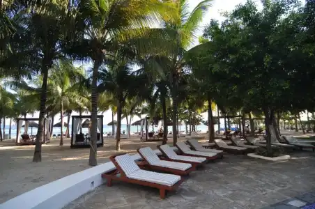 Oasis Palm - 27