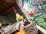 1 Bedroom Luxury Bungalow with balcony
