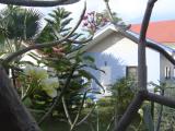 Bungalow with garden view