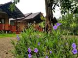 Standard Double room with garden view