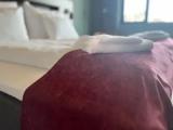 Deluxe Double Suite