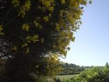 Standard Double room with garden view