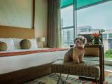 Premium Double room with pool view