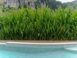 Sainai Pool Villa