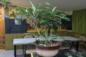 Semeynyy nomer tryohkomnatnyy Apartments, Lazarevskoye