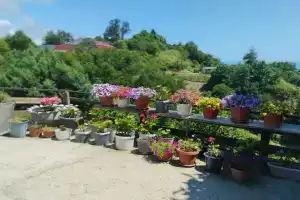 U Tatyany i Karena Guest house, Ldzaa