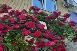 "na Spokoynom pereulke" Guest house, Kislovodsk