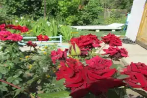 Уютный, Iletsk