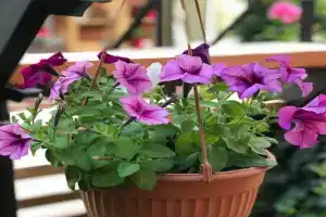 Guest House Aleksandra, Yeysk