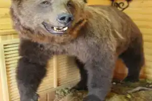 Okhotnichy ray, Tula