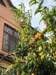 Domik u morya Tourist base - 26