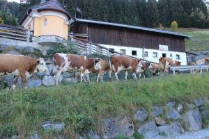 Appartmenthof Aigengut Ferienwohnung Großarl Apart-hotel, Grossarl