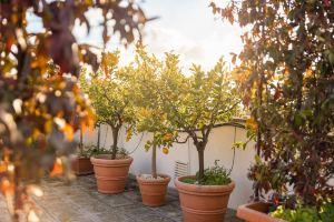 Palazzo Savino Hotel, Mesagne