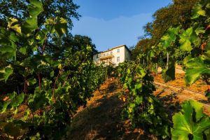 Dream apartment in a dream location - living in a villa on the castle hill in Loschwitz, Dresden