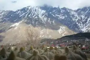 Guesthouse Suja, Kazbegi