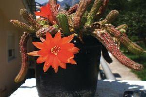 Apartment Kriva ulica, Dobrota