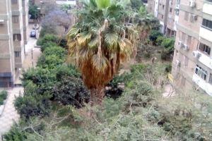 Luxury Three Bedroom Apartment, Cairo