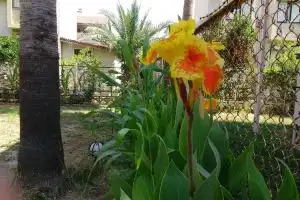 Villa Zafer, Konakli