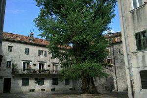 Apartment Ombra, Kotor